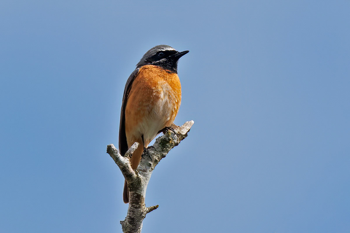 Redstart