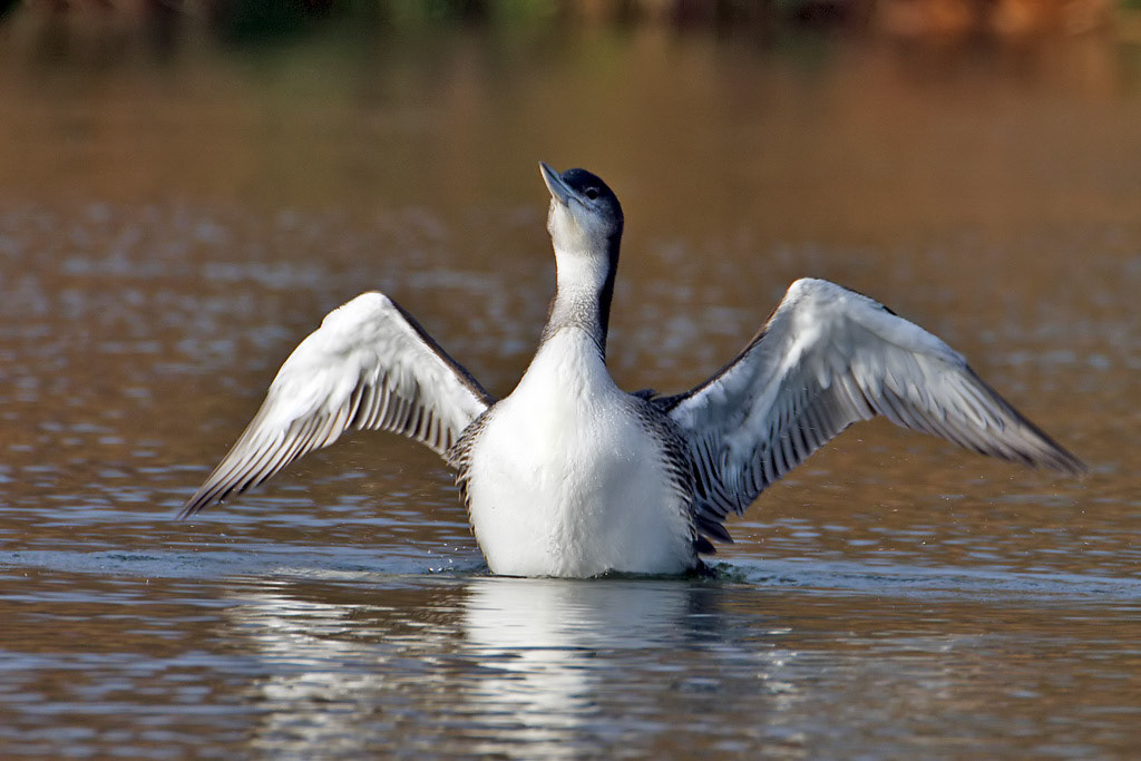 Great Northern Diver