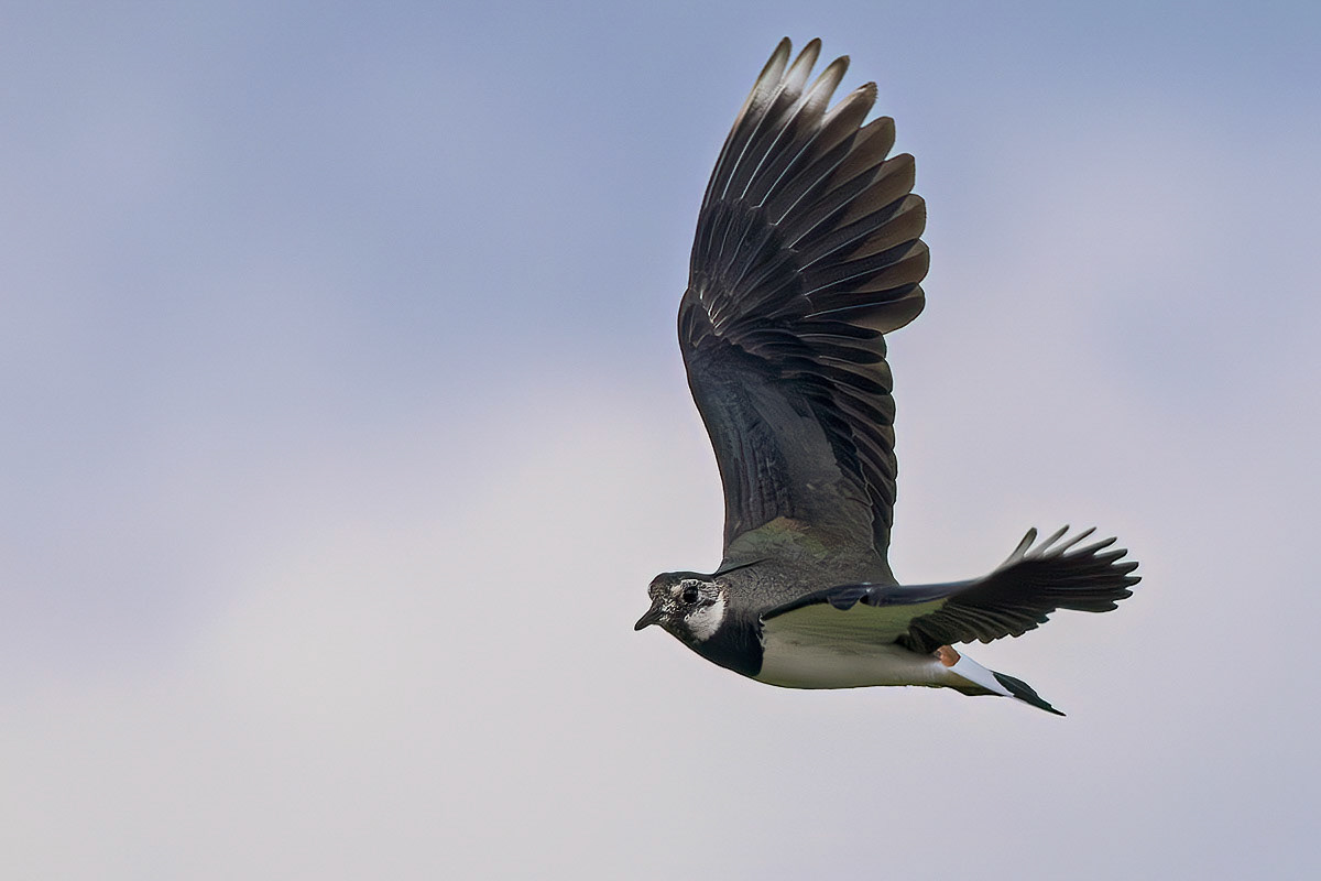 Lapwing