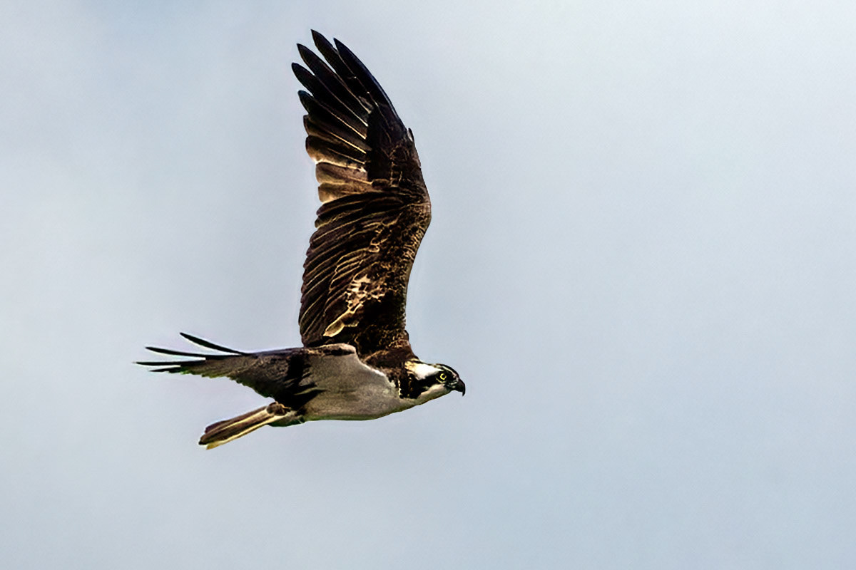 Osprey