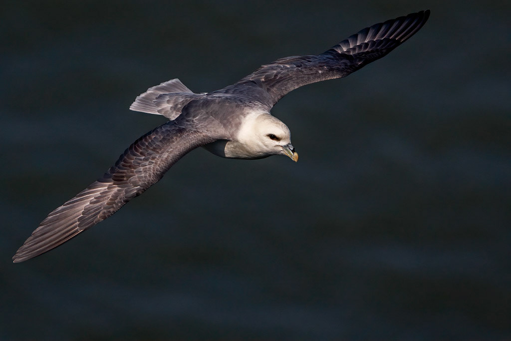 Fulmar