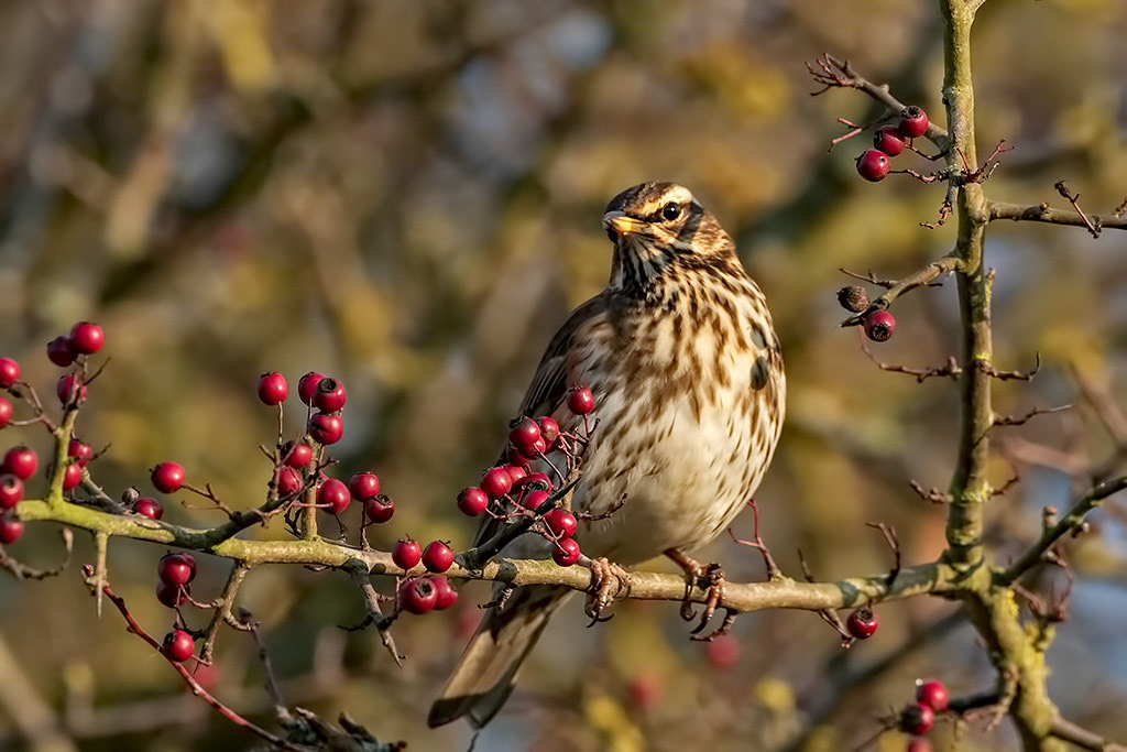 Redwing
