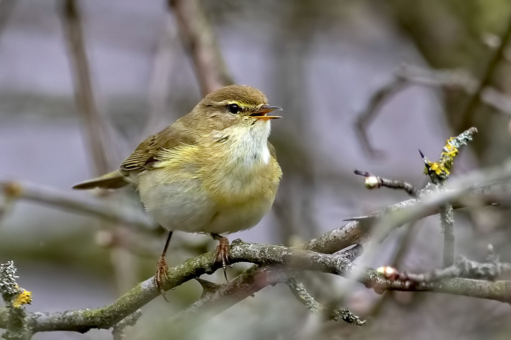 Willow Warbler