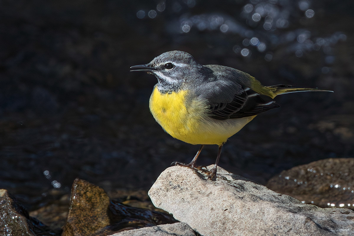 Grey Wagtail
