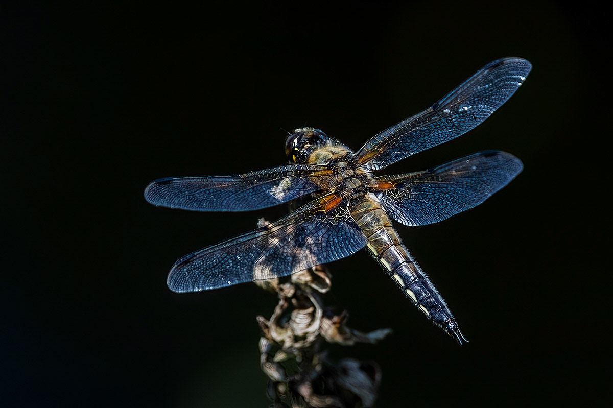Four-spotted Chaser