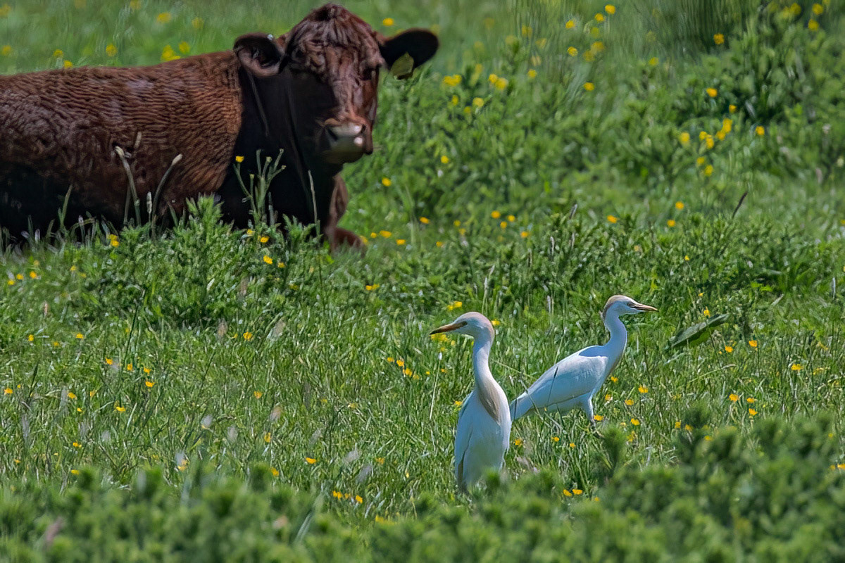 Cattle Egret
