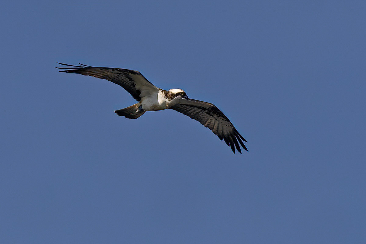 Osprey