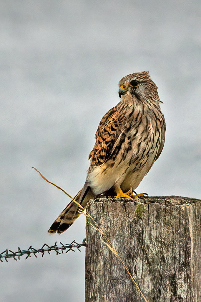 Kestrel