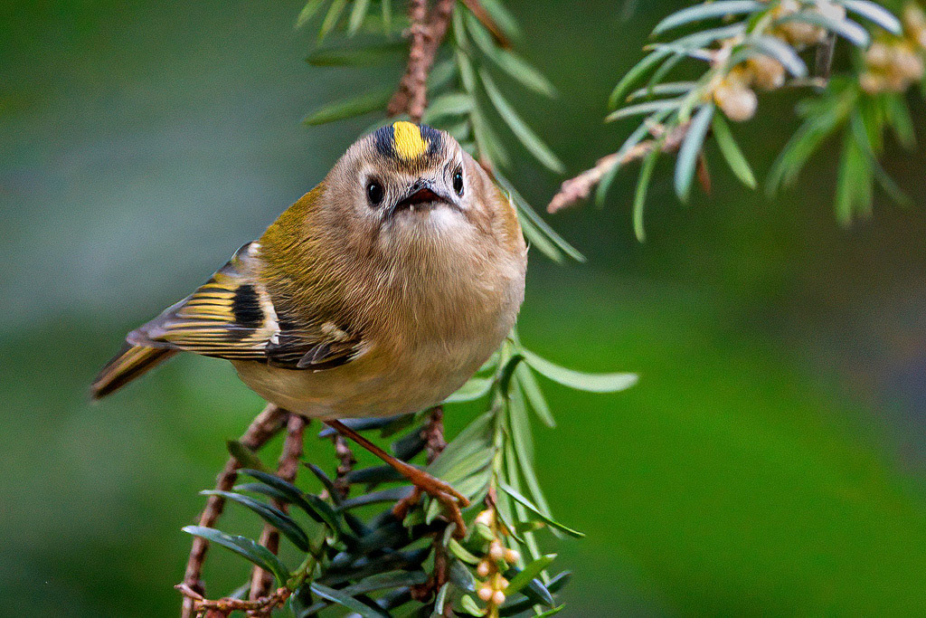 Goldcrest