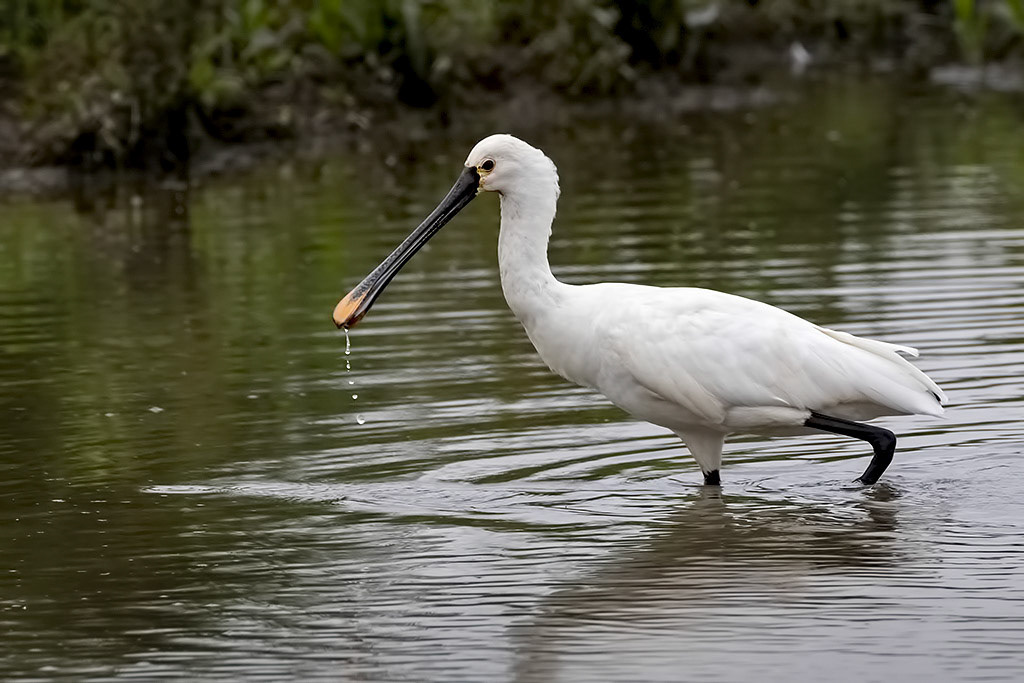 Eurasian Spoonbill