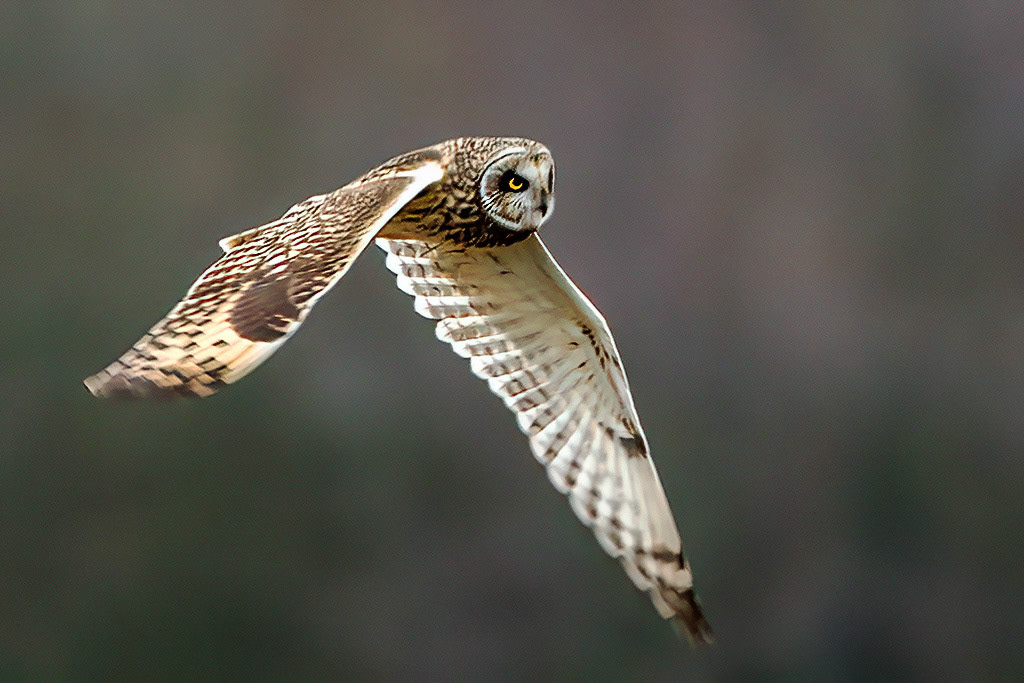 Short-eared Owl