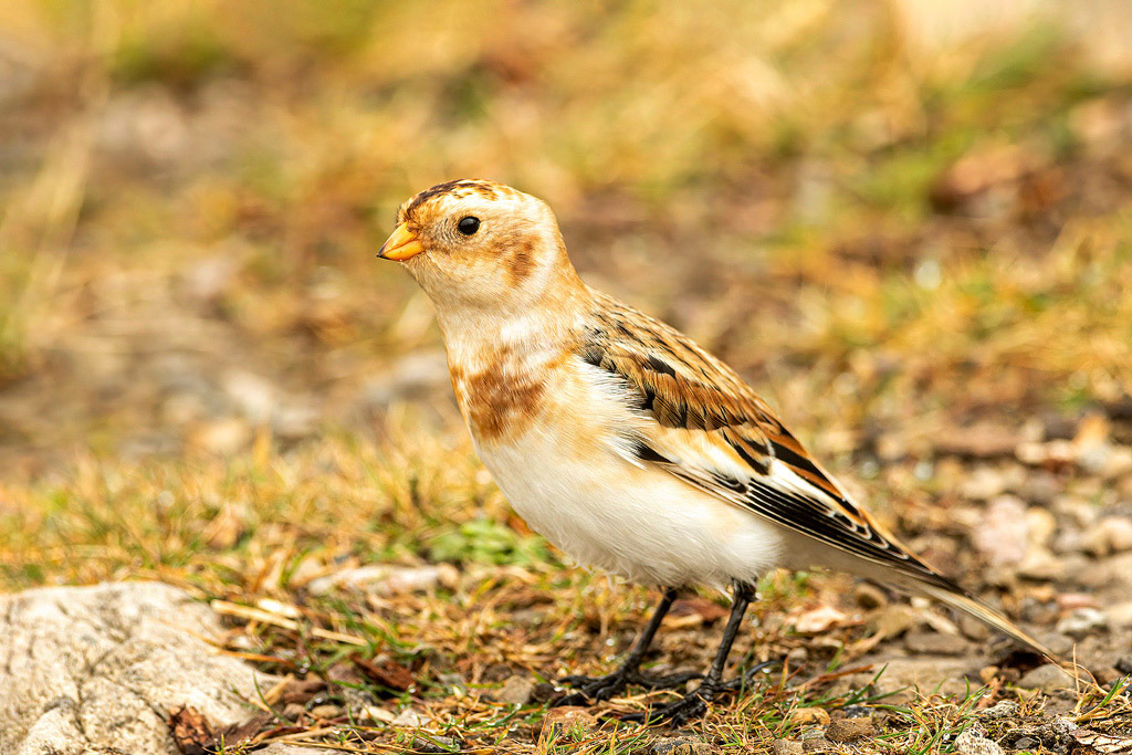 Snow Bunting