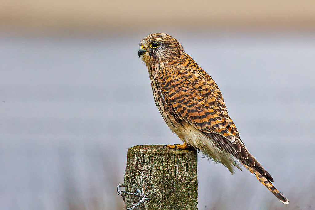 Kestrel