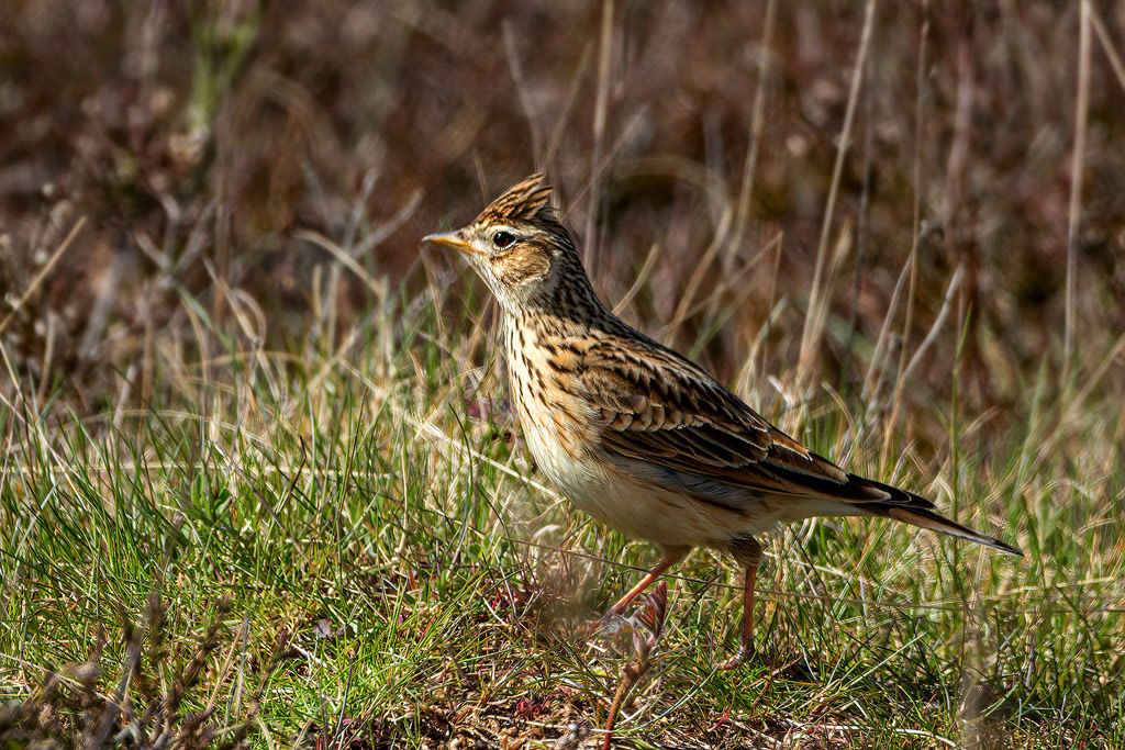 Skylark