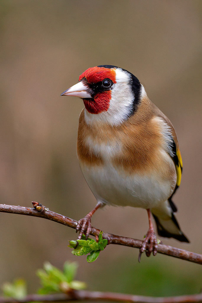 Goldfinch