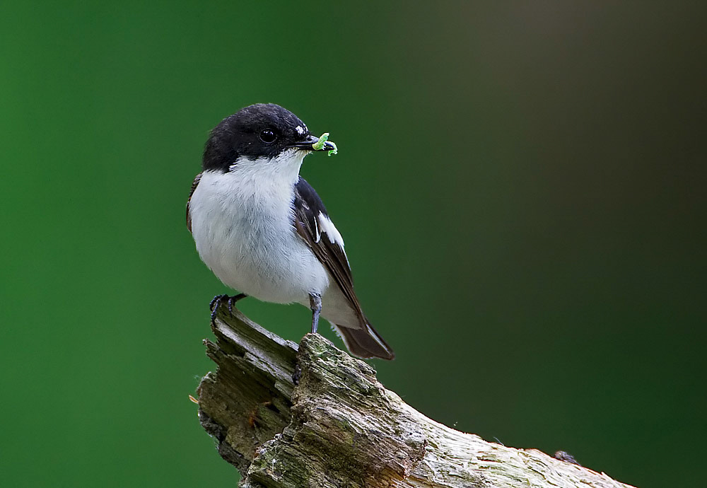 Male Pied Flycatcher
