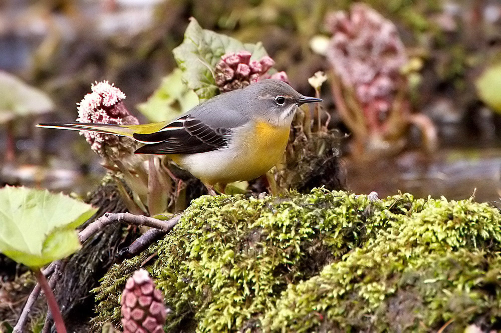 Grey Wagtail
