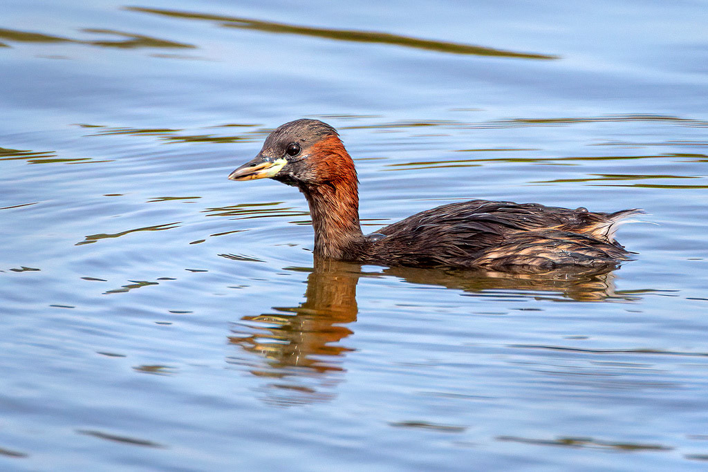 Little Grebe
