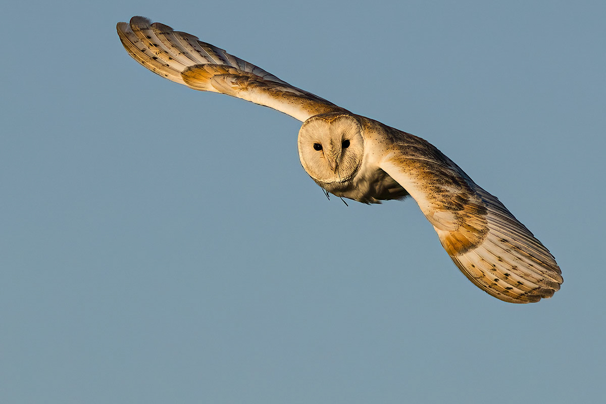 Barn Owl