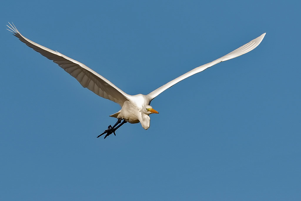 Great White Egret