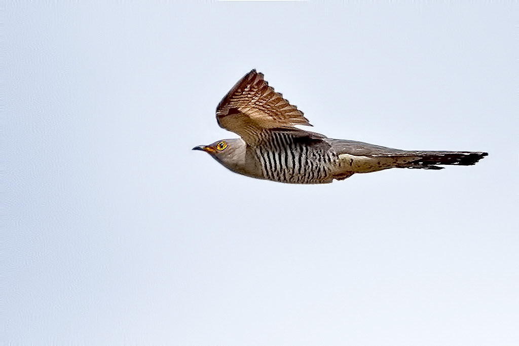 Cuckoo