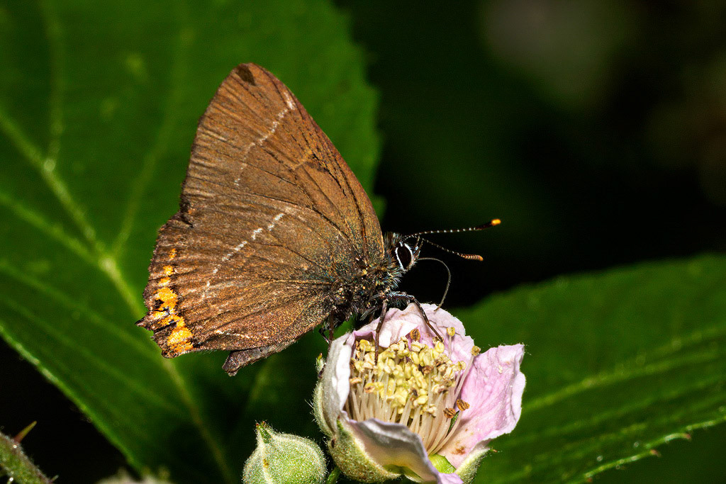 White-letter Hairstreak