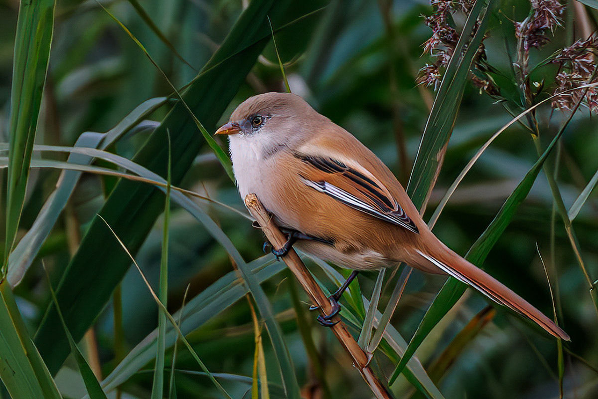 Bearded Tit