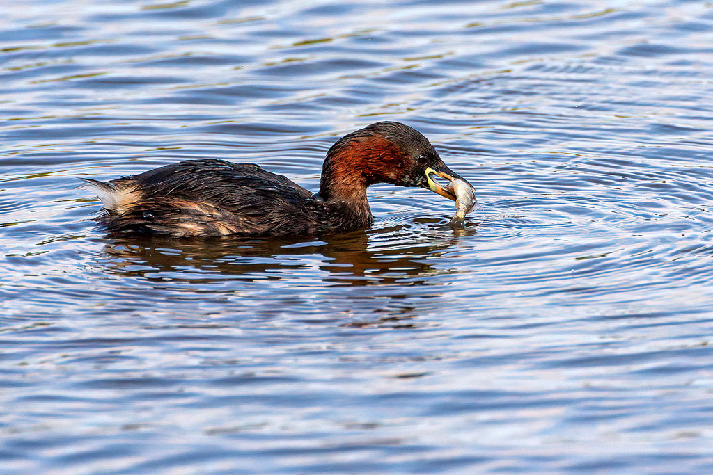 Little Grebe