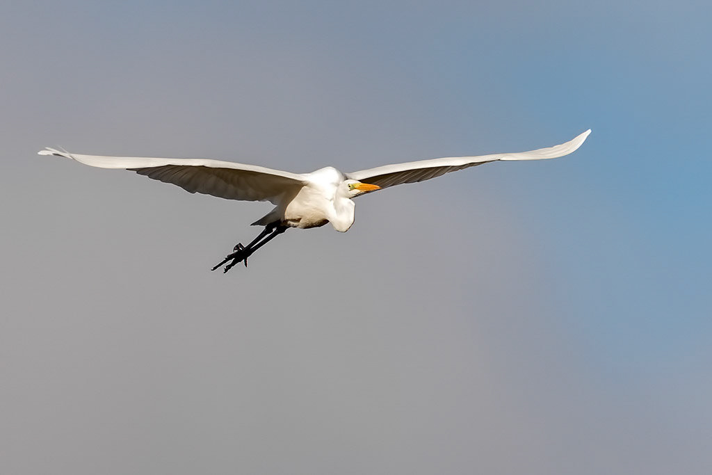 Great White Egret