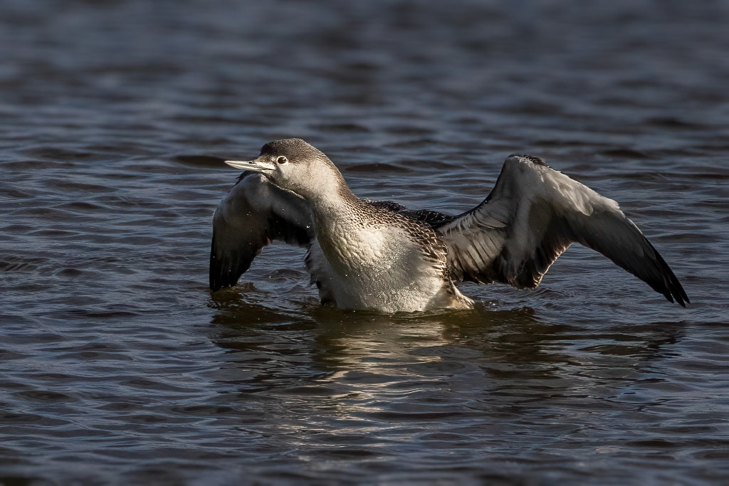 Red-throated Diver