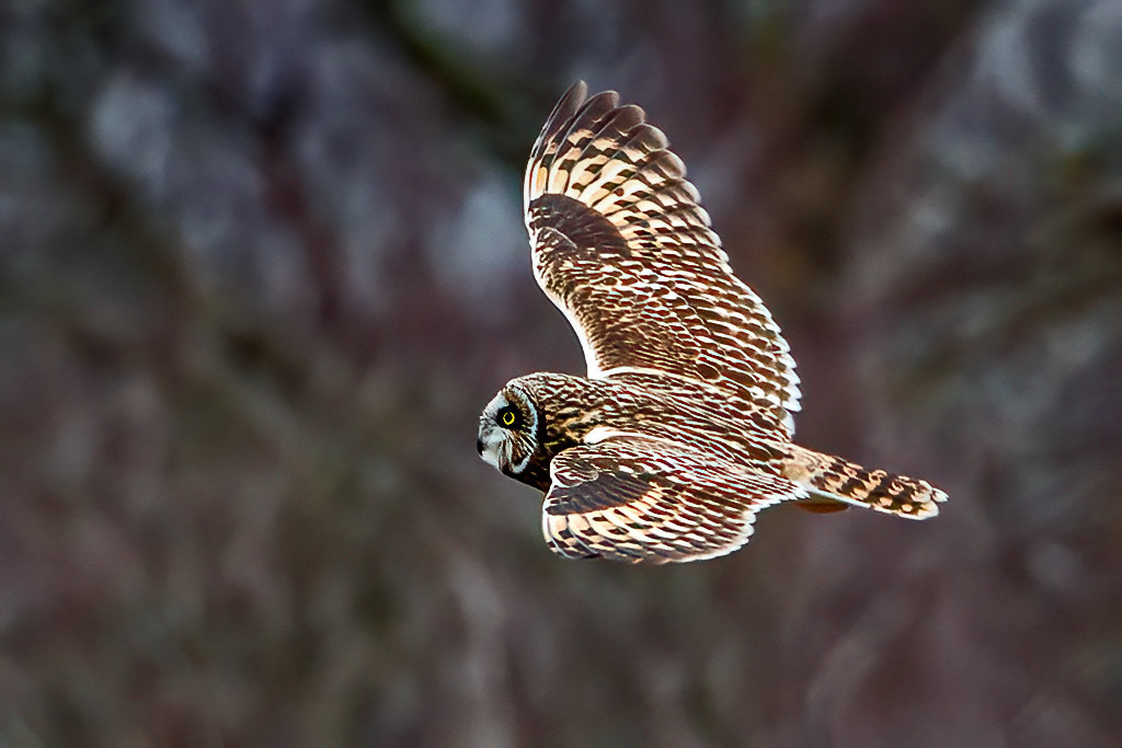 Short-eared Owl