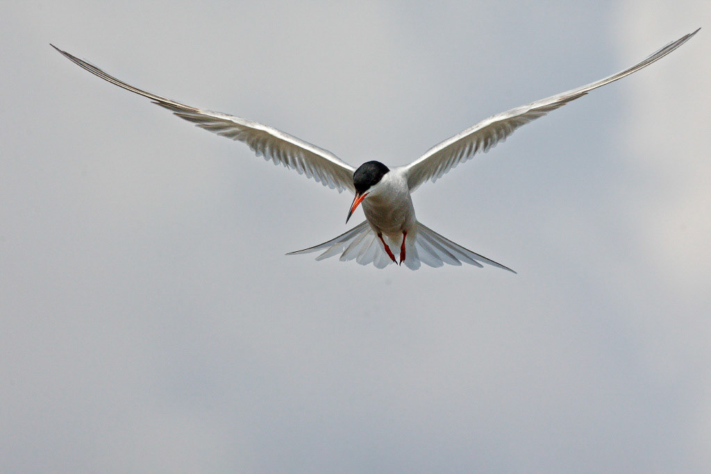 Common Tern