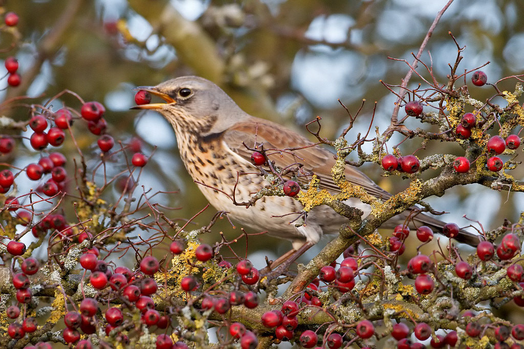 Fieldfare