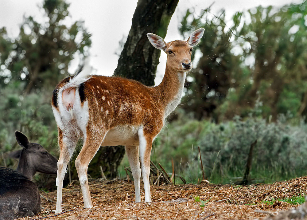 Fallow Deer
