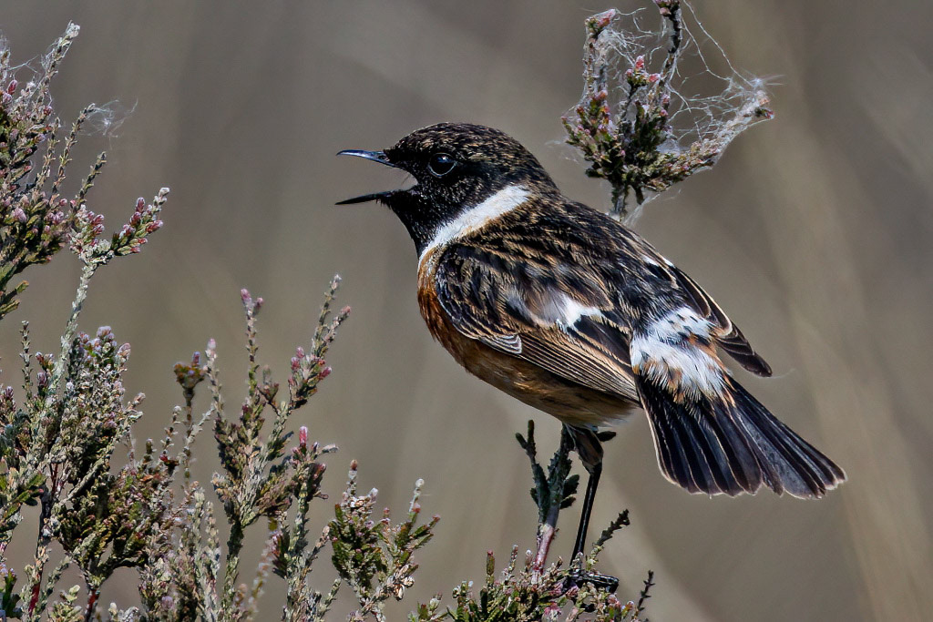 Stonechat