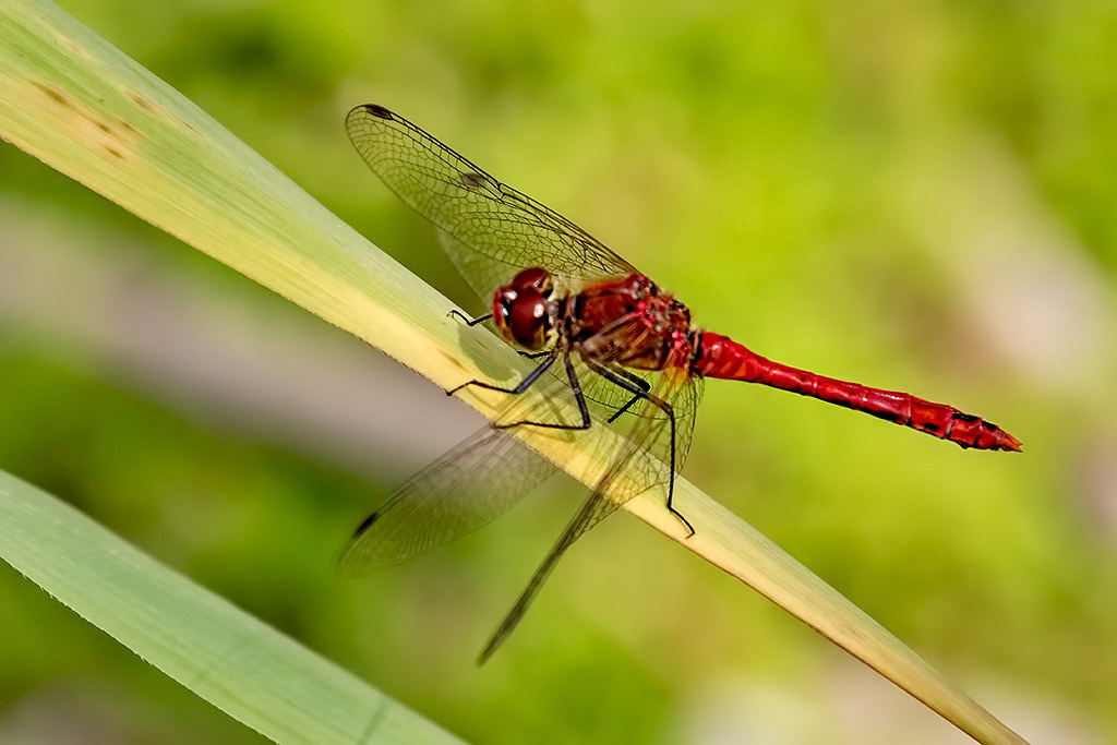 Ruddy Darter