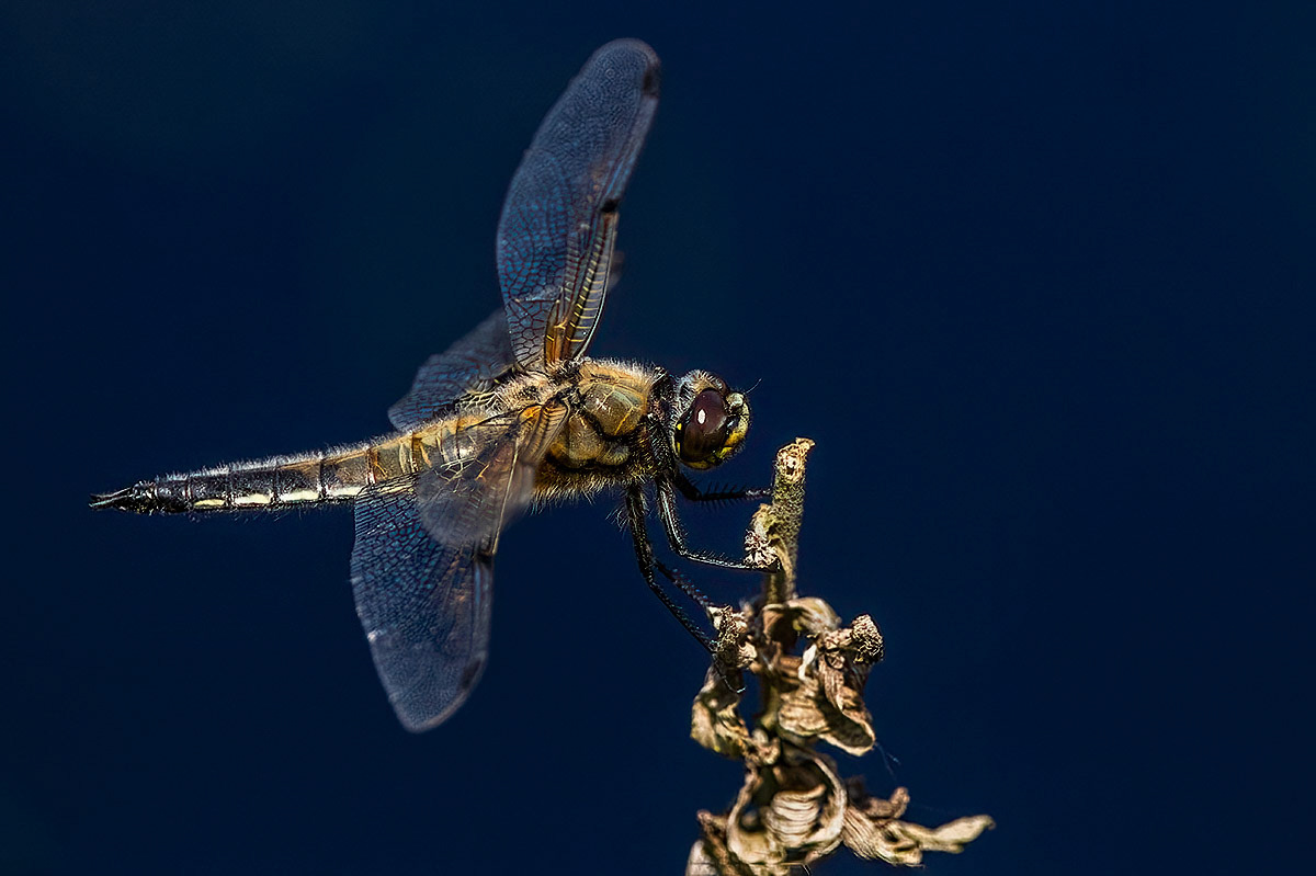Four-spotted Chaser