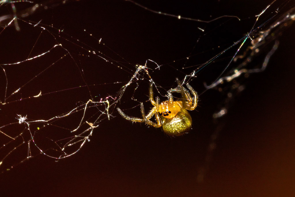 Cucumber Green Spider