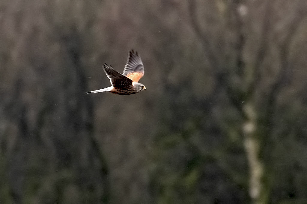 Kestrel