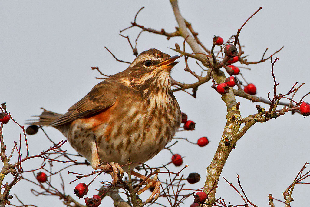 Redwing