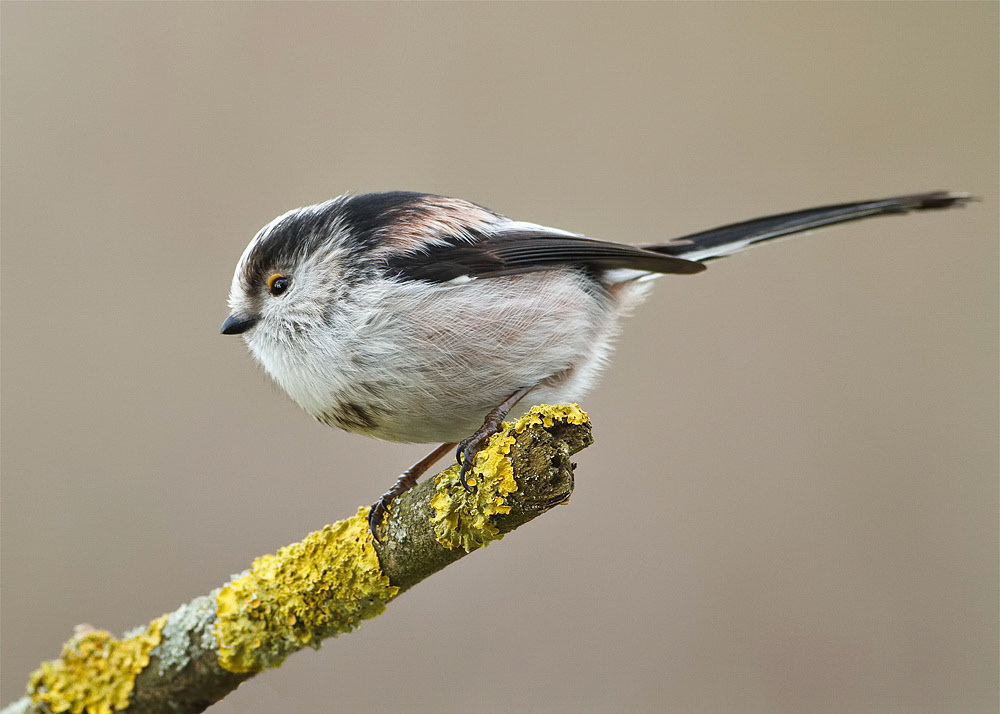 Long-tailed Tit