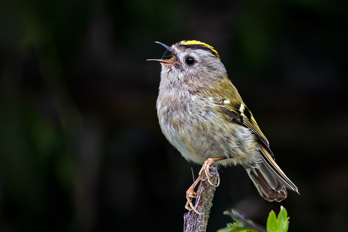 Goldcrest