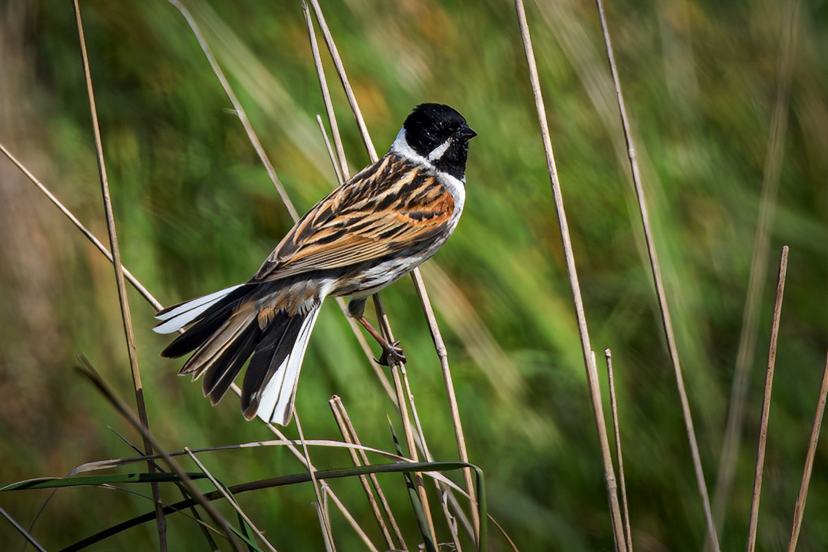 Reed Bunting