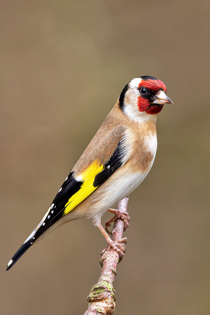 Goldfinch