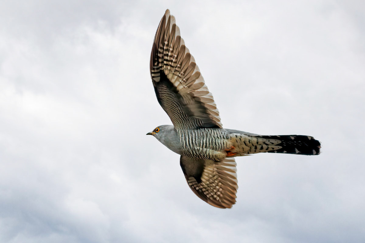 Cuckoo
