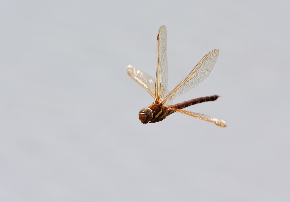 Brown Hawker