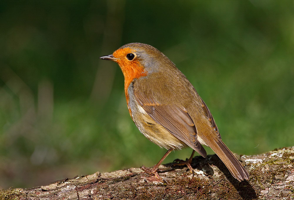 Robin