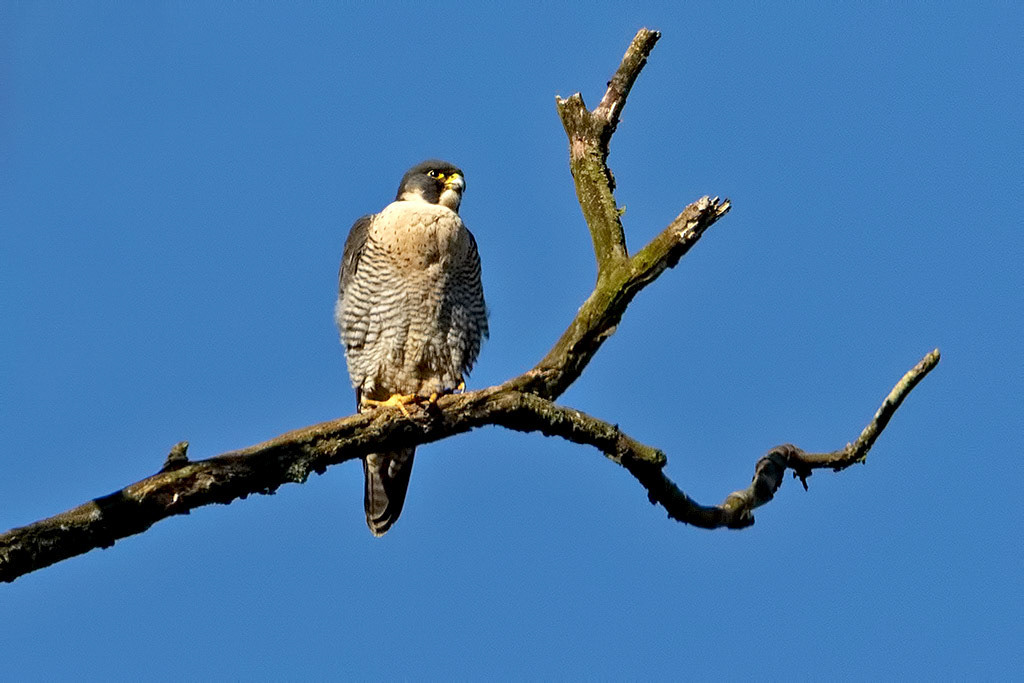 Peregrine Falcon