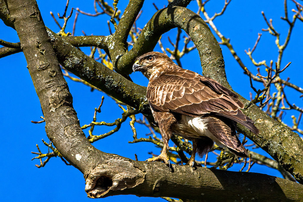 Common Buzzard