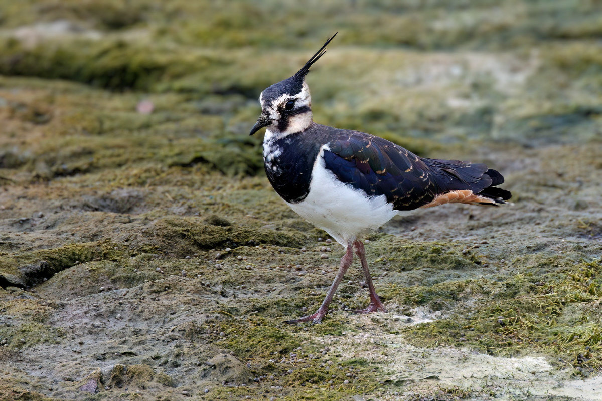 Lapwing